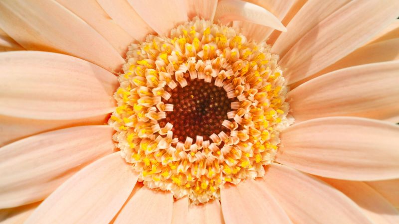 gerbera, daisy, flower, 4k