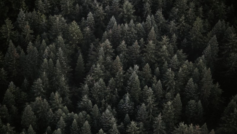 tree woodland forest and landscape 4k