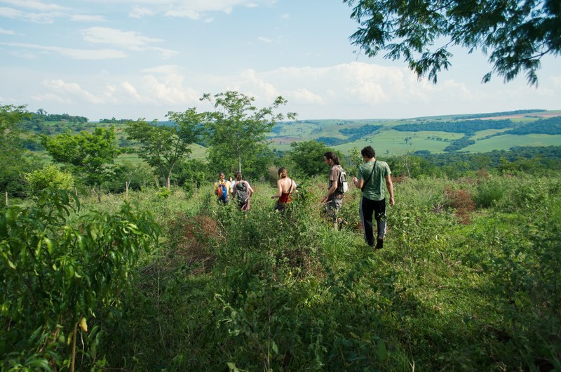 green brazil brasil and forest 4k