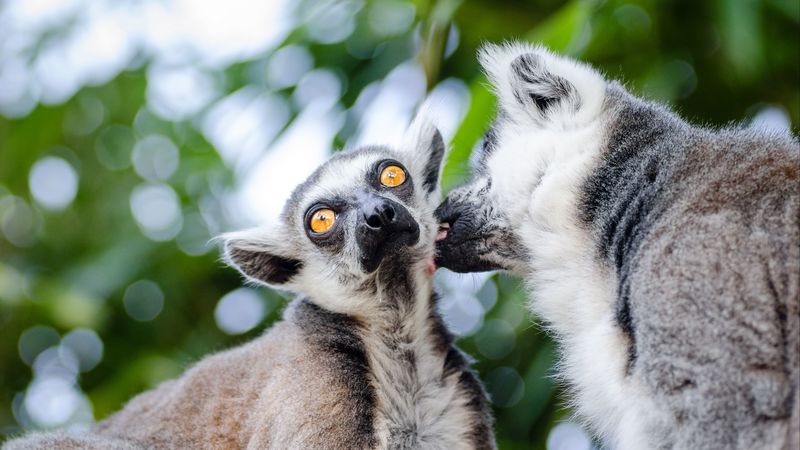 lemurs, couple, lick, 4k