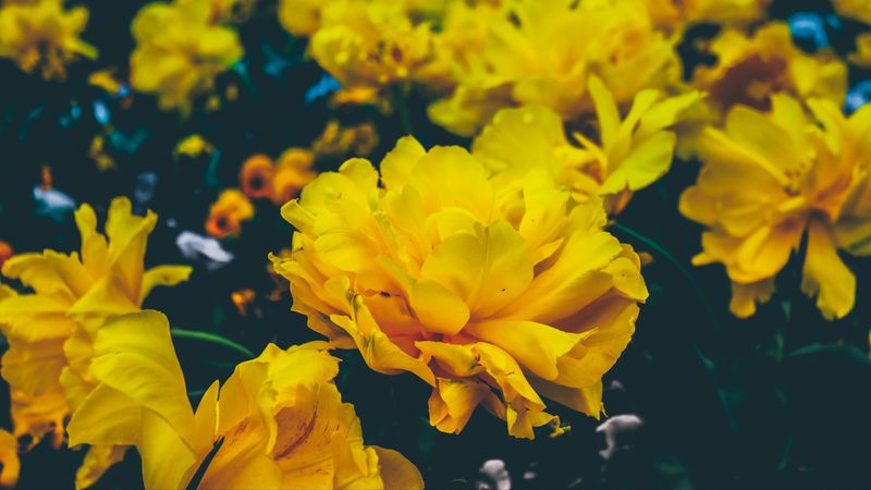 flowers, yellow, buds, 4k