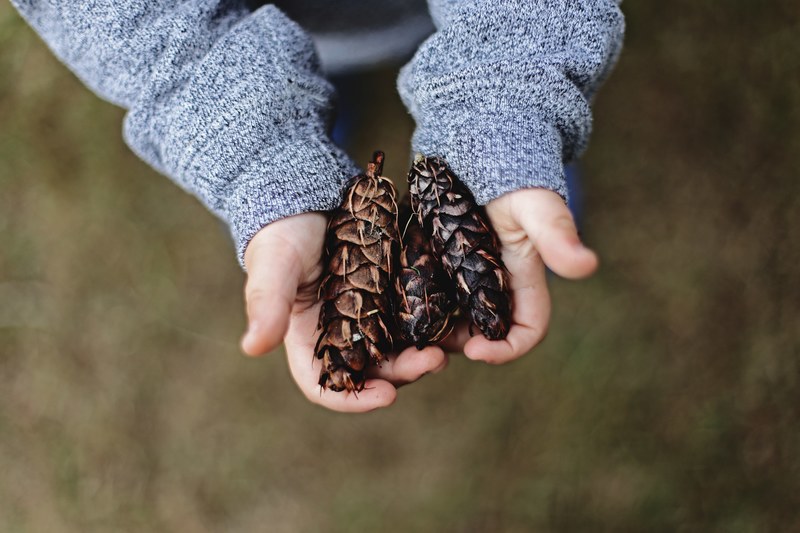 hand holding pinecone and kid 4k