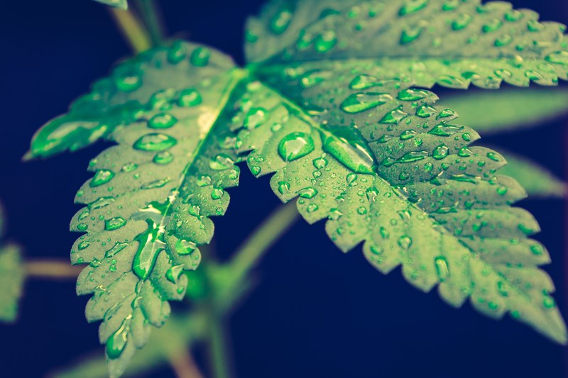 cannabi pot weed leaf and leaf 4k