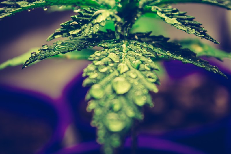 marihuana cannabi weed and citru 4k