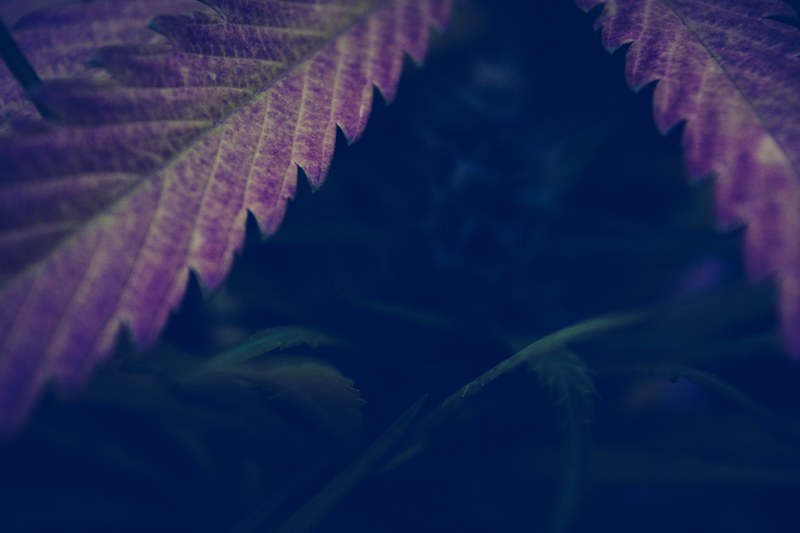 pot leaf weed leaf and cannabis leaf 4k