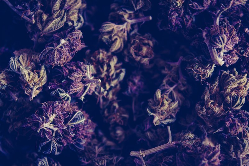 marijuana cannabis weed and pot 4k