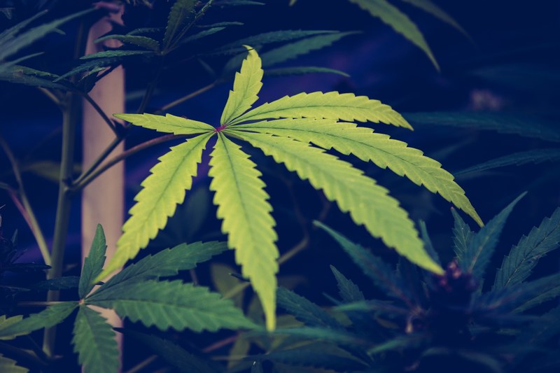 cannabi marihuana pot and weed 4k