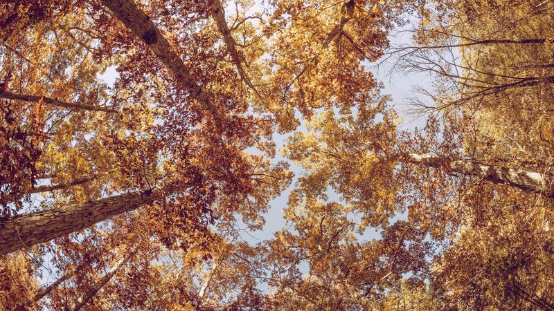 trees, view from below, autumn, 4k