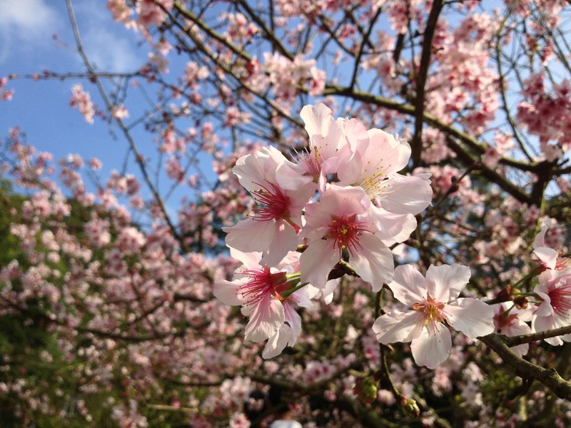 cherry blossom flower in focus with blooming tree in background and blue sky, blossom flower focus 4k