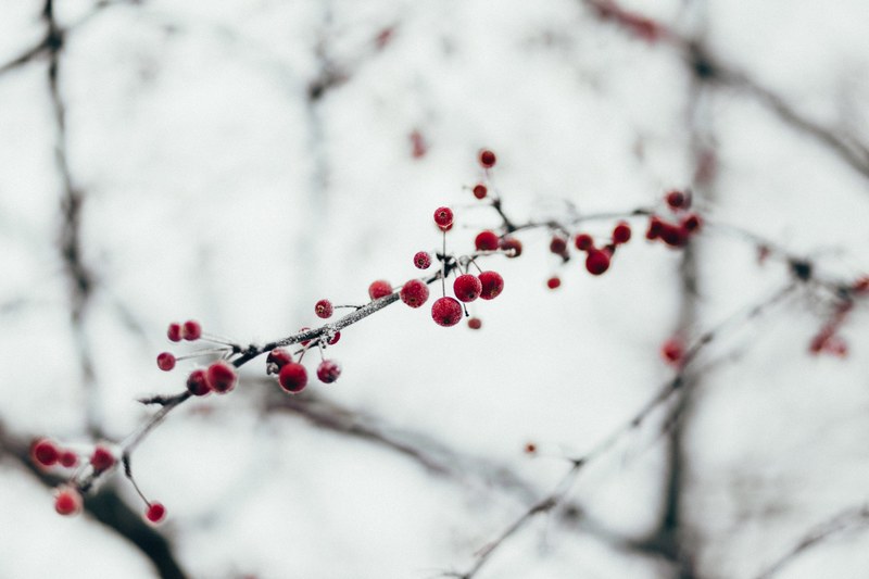 tiny red berries in various shapes sprouting from narrow branch in winter, berries on branch 4k