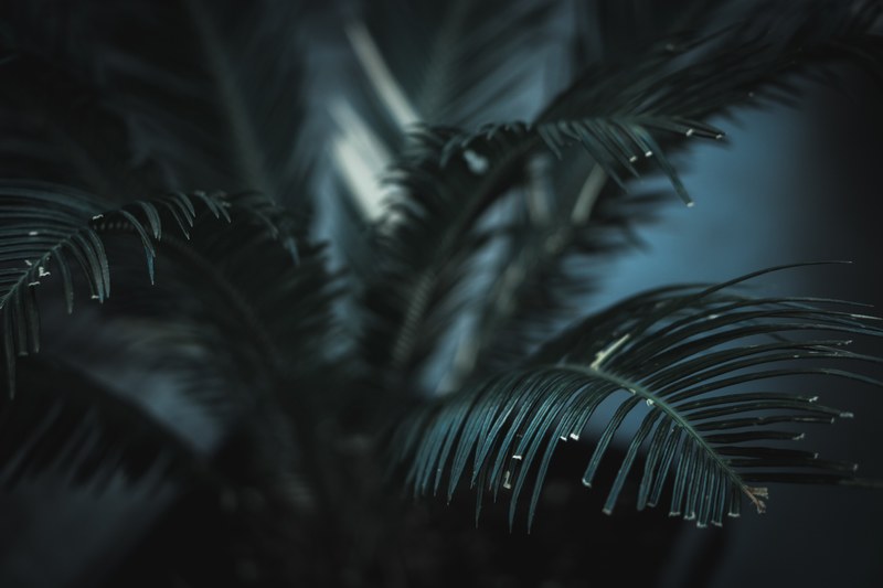 fern plant green and leaf 4k