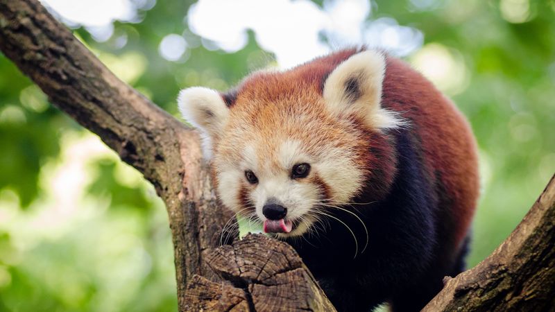 red panda, small panda, tree, climb, 4k