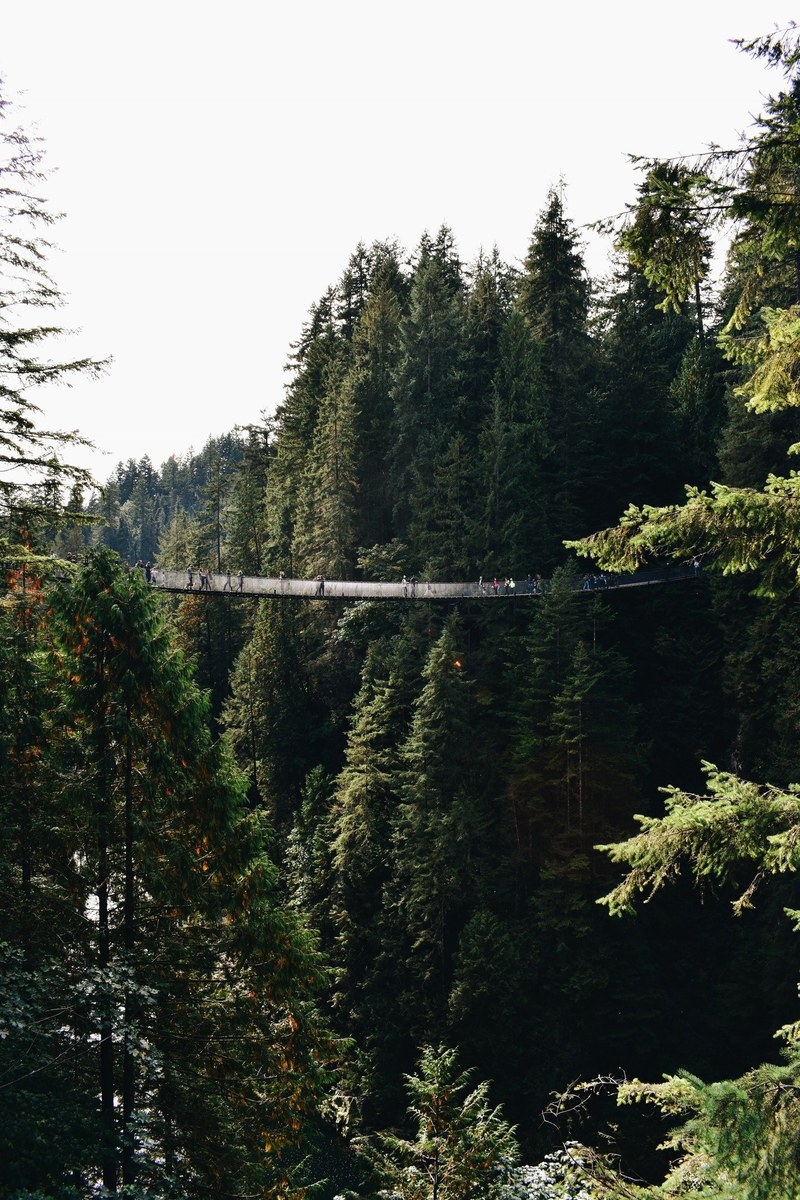 capilano suspension bridge vancouver bc 4k