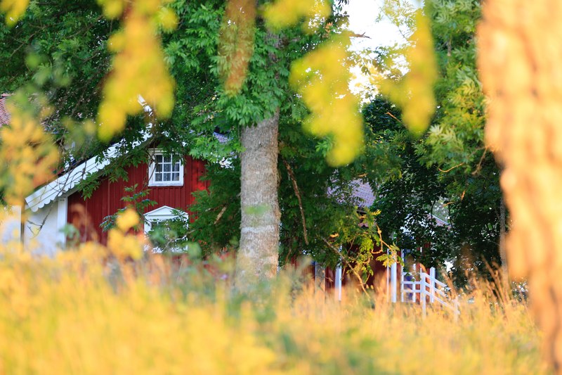 a red barn near a yellow field and green trees, red barn 4k