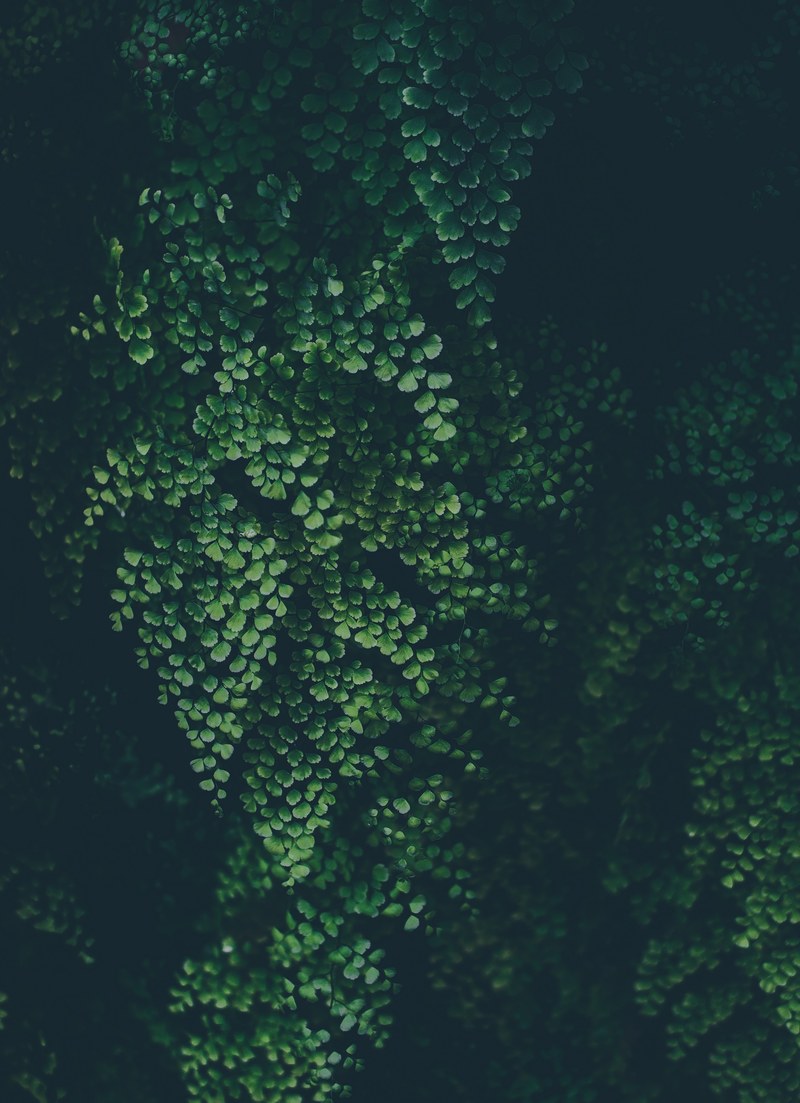 green foliage leaf and plant hd, 4k