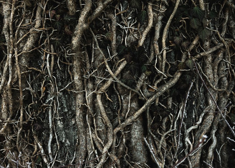 root tree texture and branch 4k