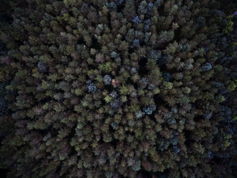 lost in the wilderness 4k
