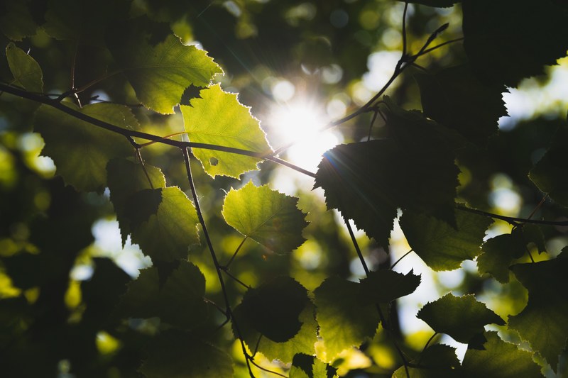 tree leafe foliage and ray 4k