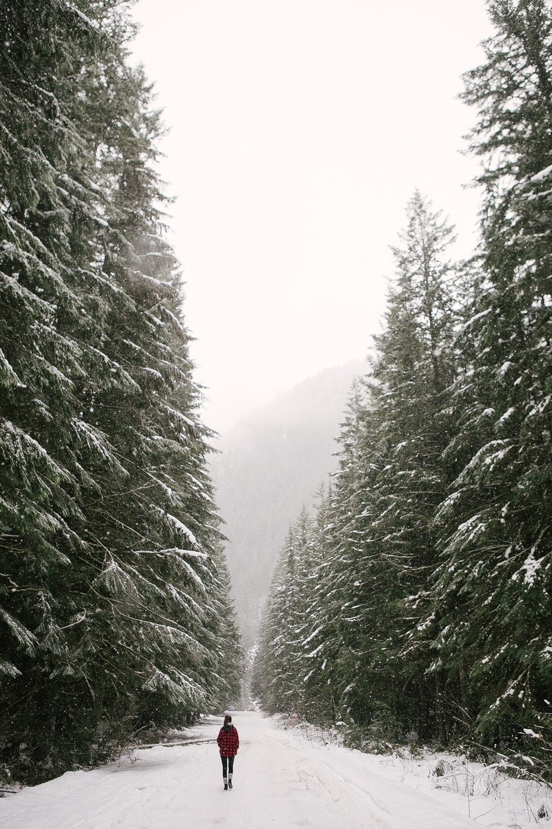 a person walking on a large pathway between oversized trees in the winter at cheam peak, cheam park winter walkway 4k