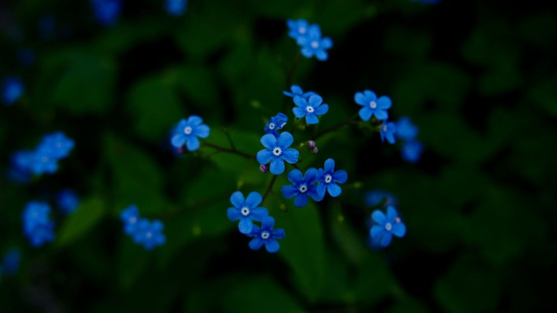 green spring nature and blue 4k