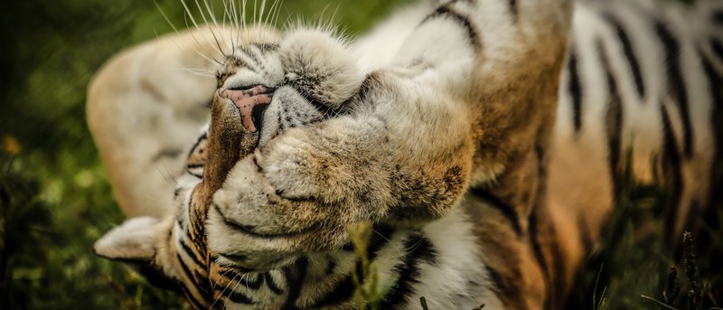 close up of a tiger covering its eye with its paw while lying in the grass, asleep tiger 4k
