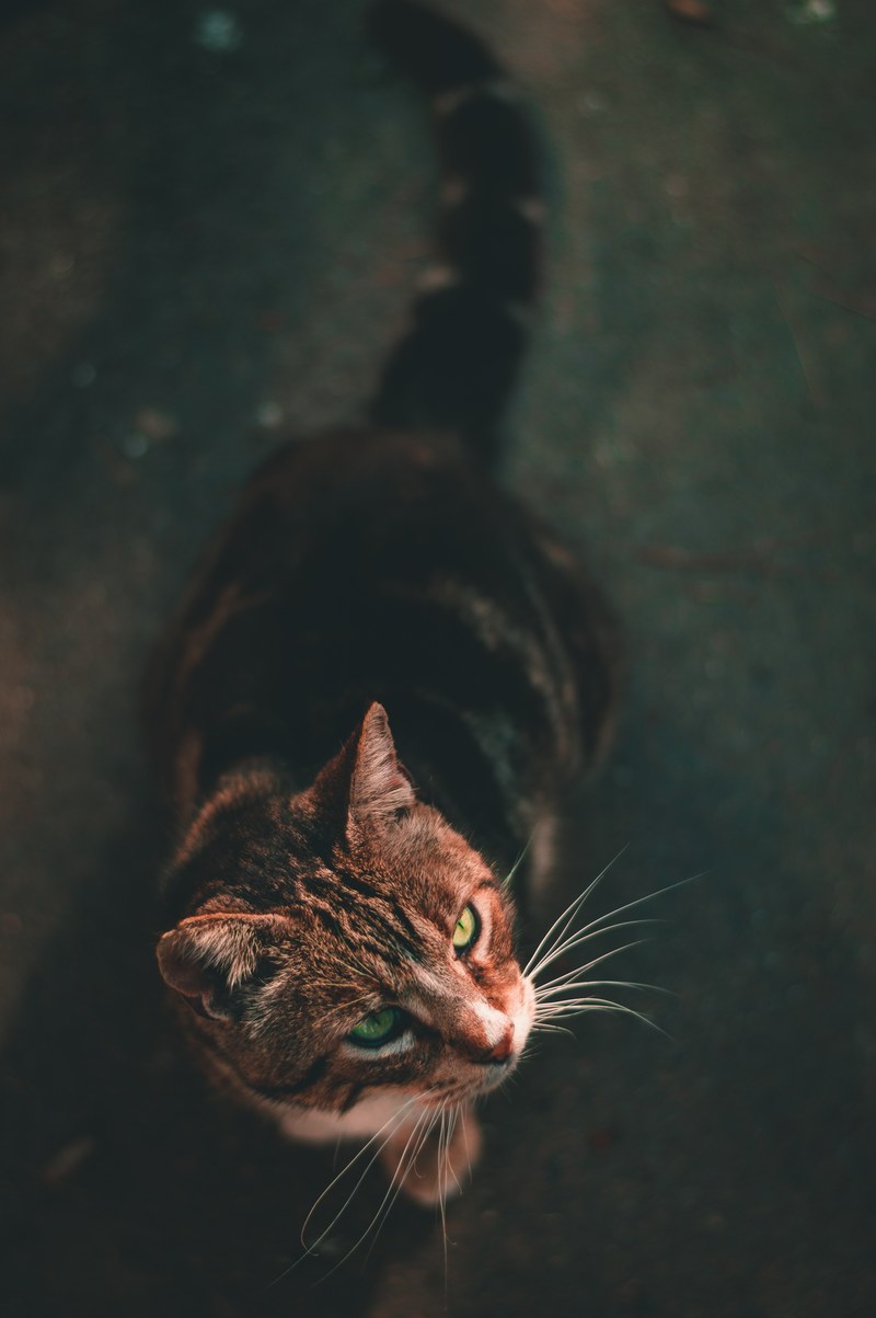 a high angle shot of a tabby cat on the floor, tabby seen from high angle 4k