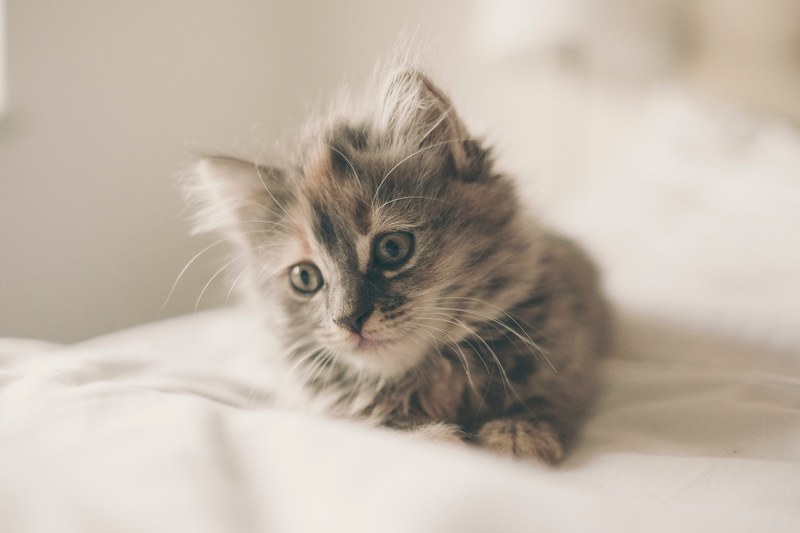 a furry kitten on a white sheet, fluffy kitten 4k