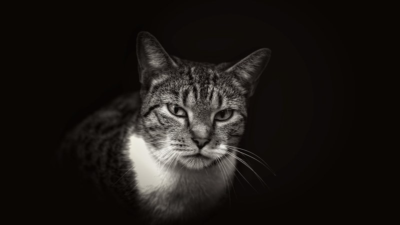 black and white close up of domestic cat with white neck on dark background in miami, tasty morsel 4k