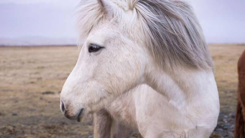 horse, mane, muzzle, 4k