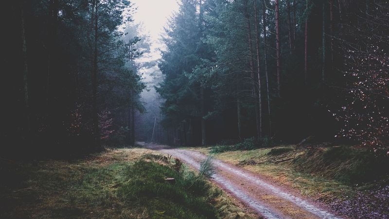 footpath, forest, trees, 4k