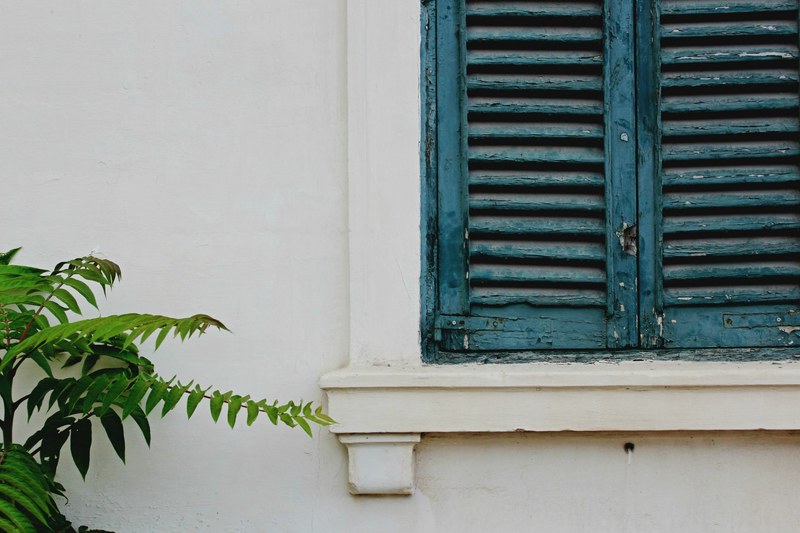 shutter window plant and leaf 4k