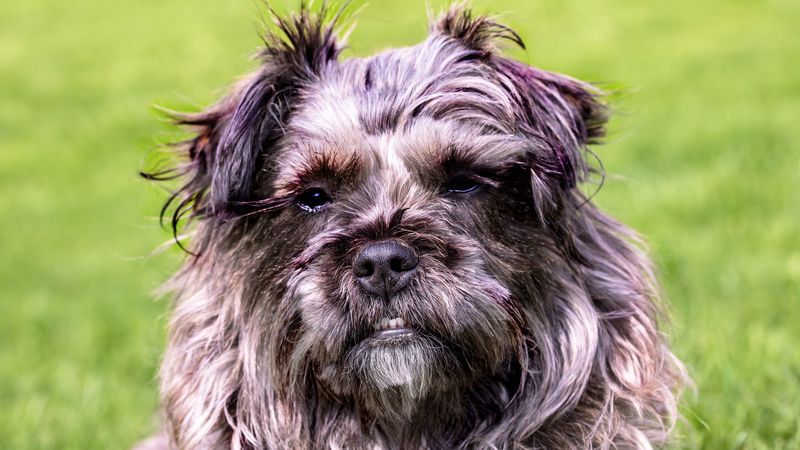 dog, furry, muzzle, grin, 4k