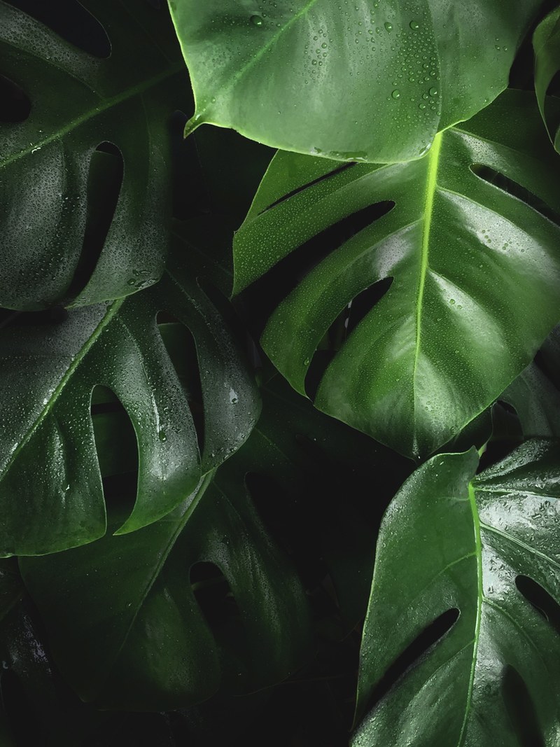 leaf closeup foliage and wet hd, 4k