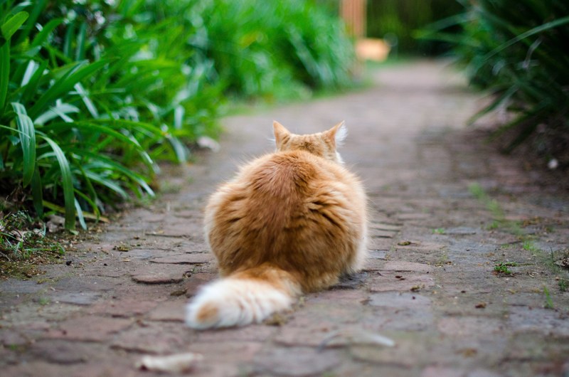 furry cat sits on outside waiting to pounce, cat hunting in a garden 4k