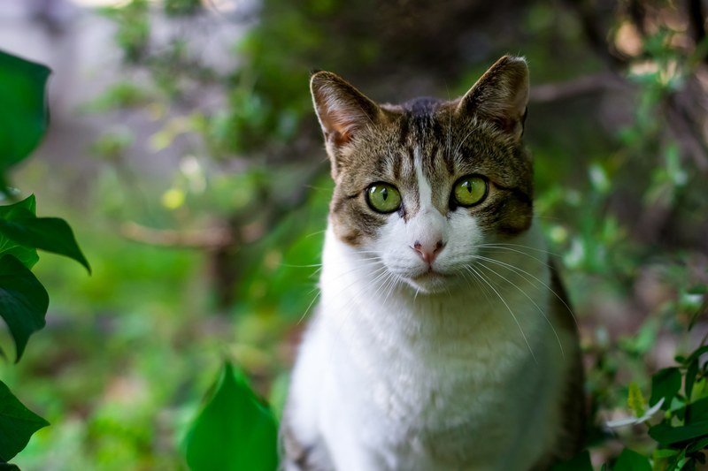 cat eye whisker and pet 4k