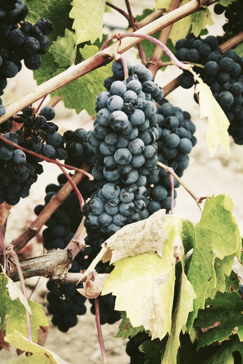 a bunch of grapes hanging from a grapevine, _ripe purple grapes 4k