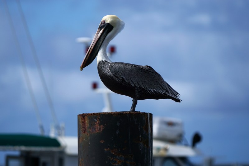 pelican bird feather and boat 4k