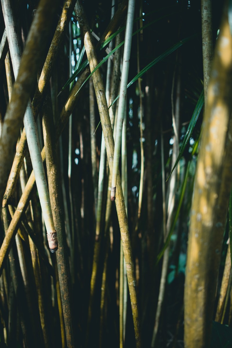 grass bamboo plant and jungle hd, 4k