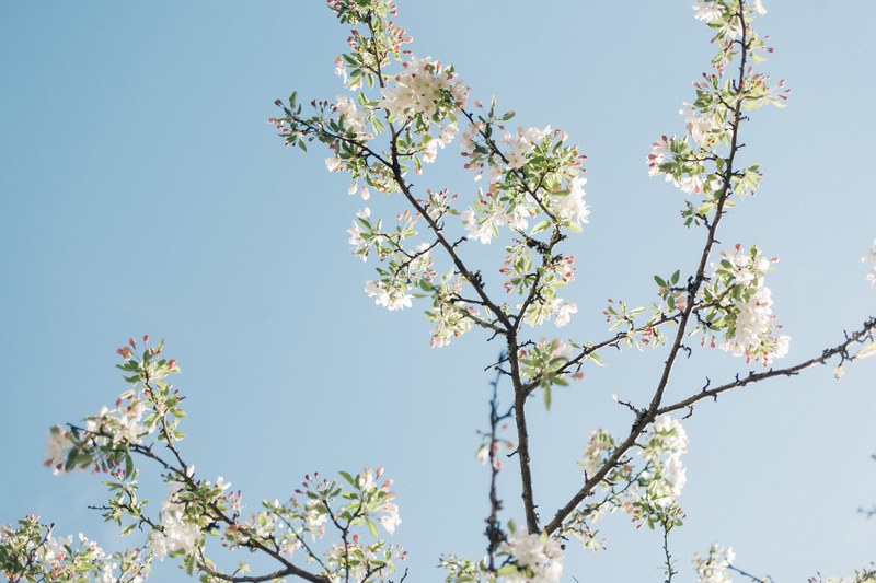 white cherry blossom branch against clear blue sky in spring, cherry tree in the spring 4k