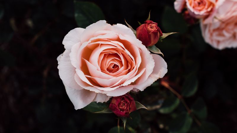 roses, buds, petals, flowers, 4k