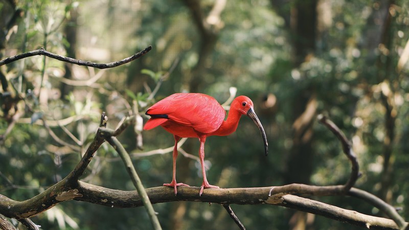 a large red bird with a long beak perched on a branch, long beaked red bird 4k