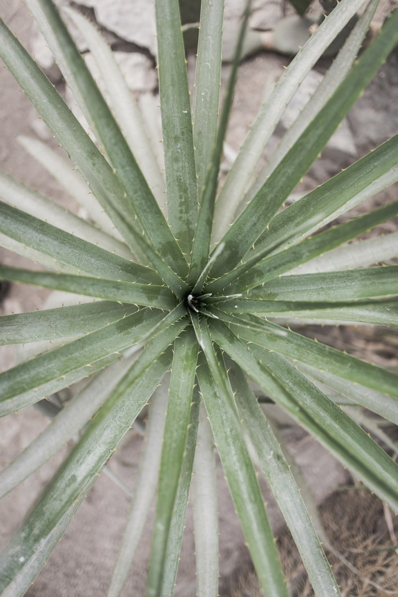 cactus 4k