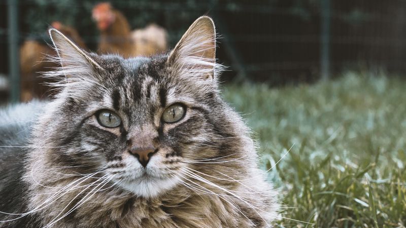 cat, muzzle, fluffy, 4k