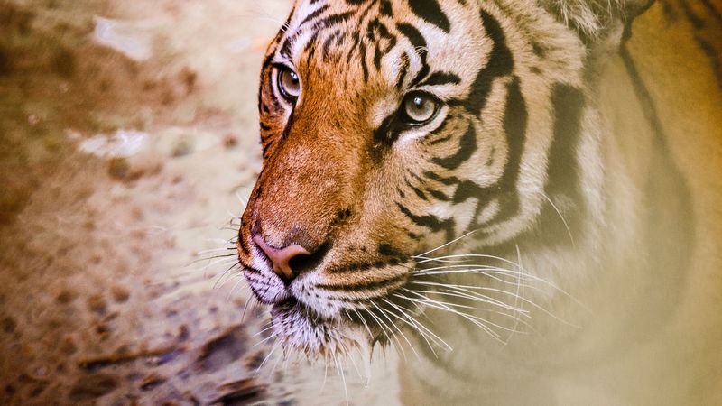 tiger, muzzle, predator, big cat, 4k