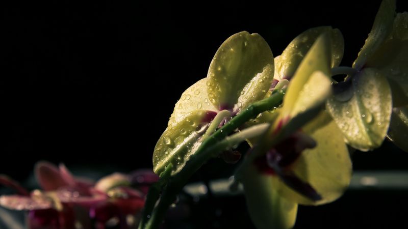 flower, petals, drops, 4k