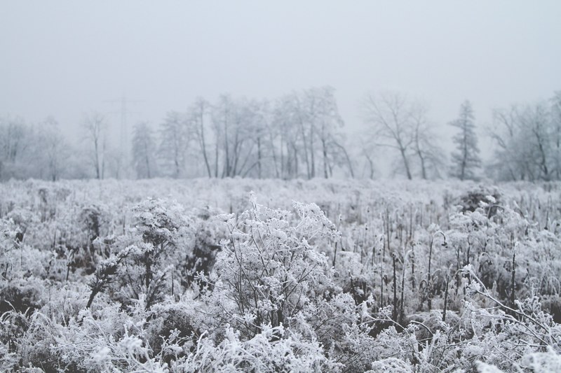 a frozen meadow dotted by trees at neumhl, iced ballad 4k