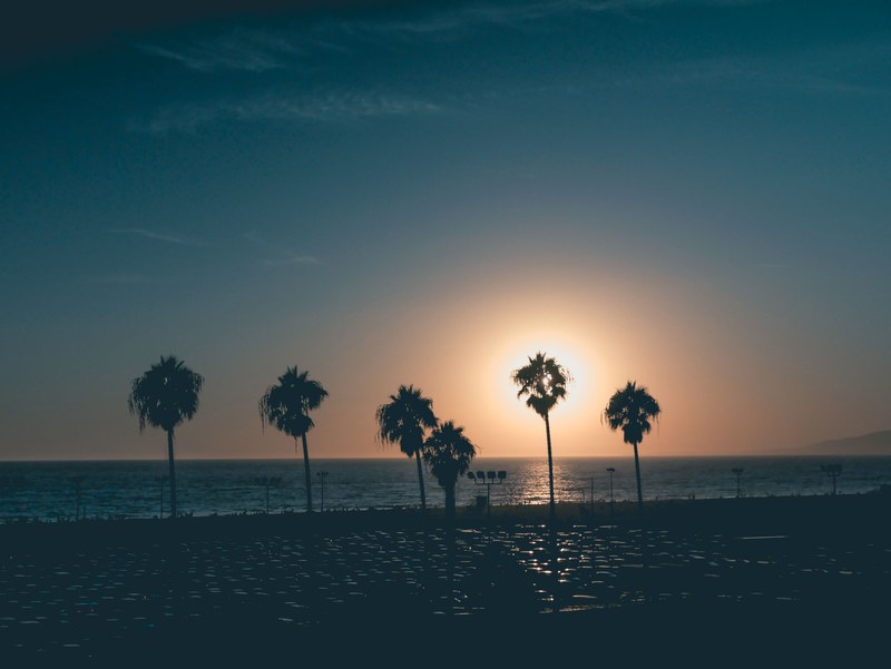 midnight palms 4k