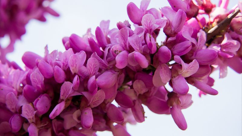 cercis siliquastrum, flowers, twig, 4k