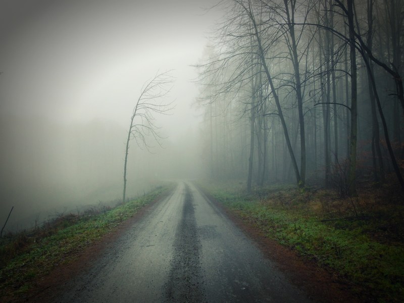 a moody road in a foggy damp forest, misty road by a forest 4k