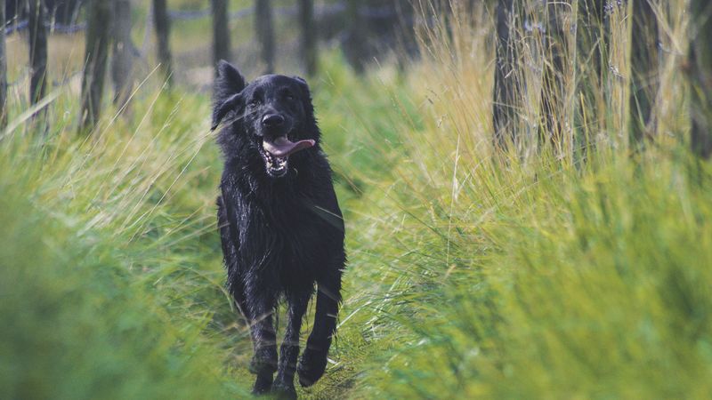 dog, protruding tongue, running, 4k